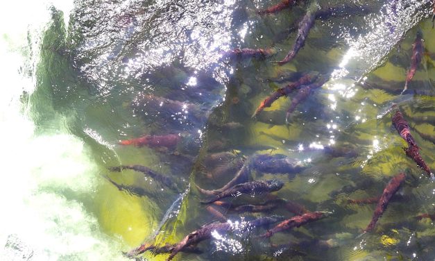 ONA fisheries warns on low salmon numbers
