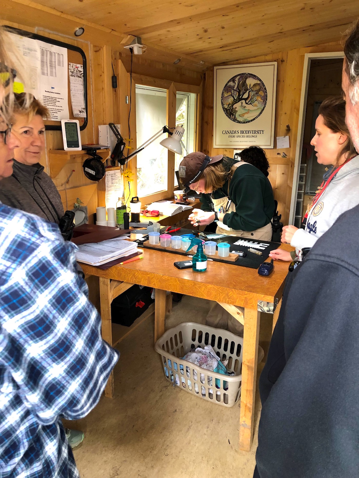 OSCA - Vaseux Lake Bird Observatory - Bird Migration Day