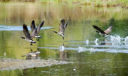 Oliver turns to professional hunters to cull airport geese