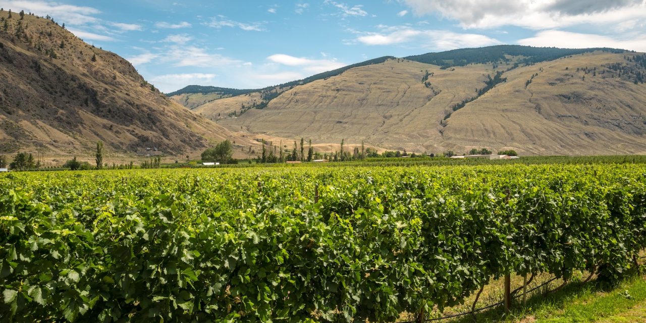 Second round replanting for orchards and vineyards