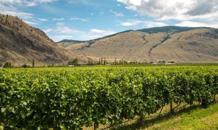 Second round replanting for orchards and vineyards