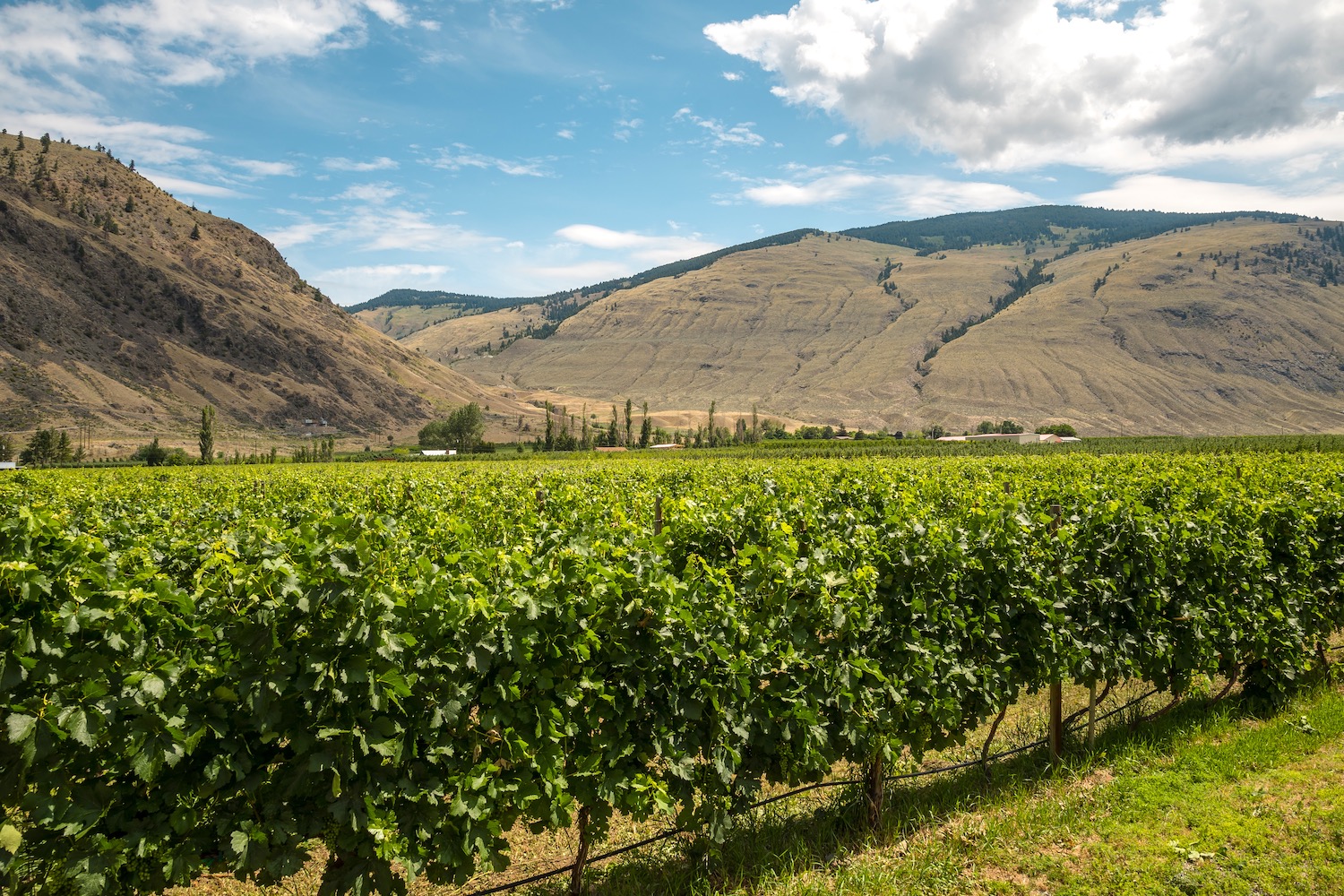 Orofino Winery - Wine BC/Destination BC