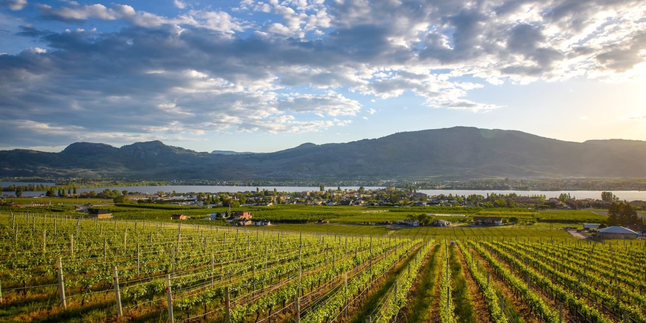 Local wineries rejoice as bountiful 2025 grape harvest begins