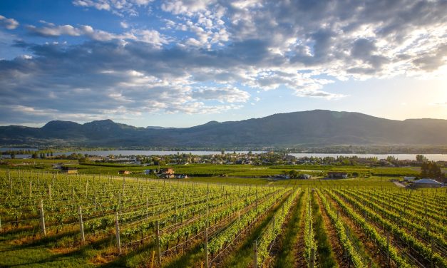 Local wineries rejoice as bountiful 2025 grape harvest begins
