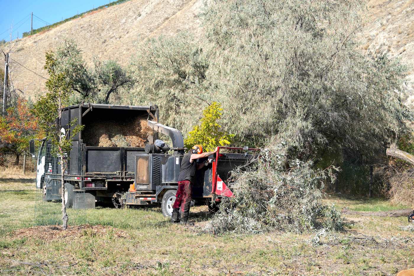 Russian Olive removal invasive tree