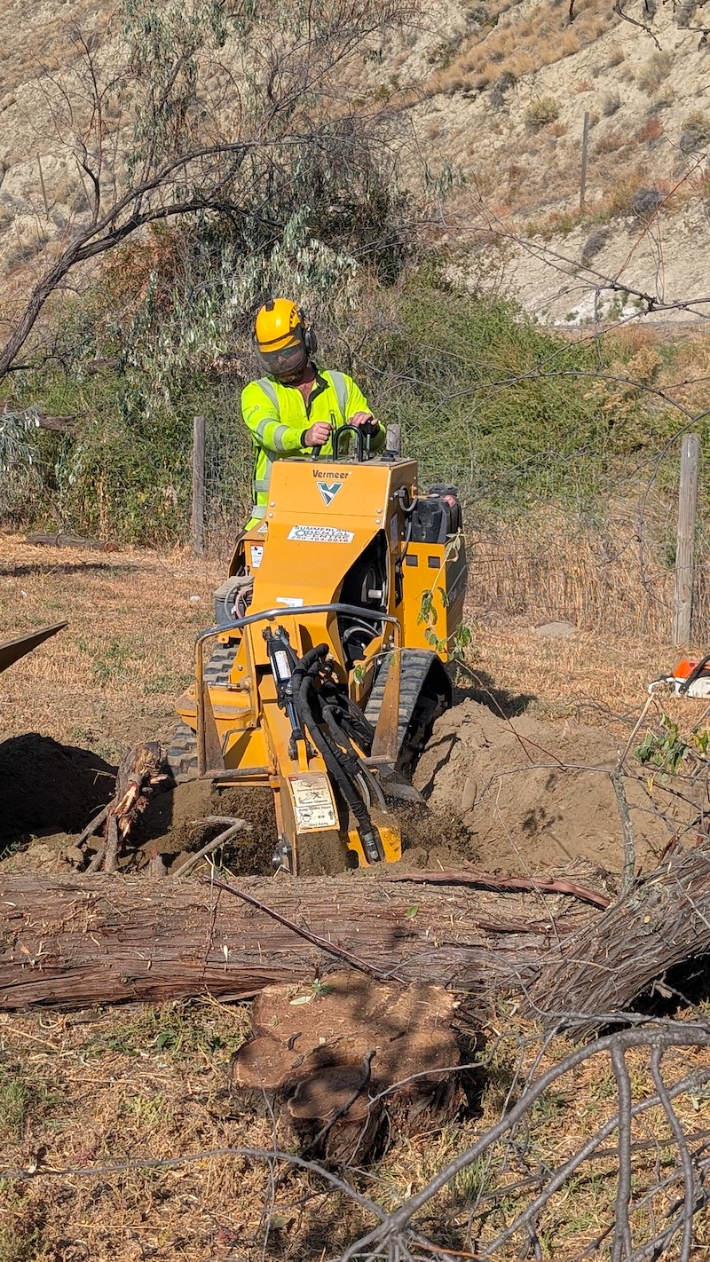 Russian Olive removal invasive tree