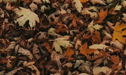 Fall gardening to help pollinators thrive with your garden