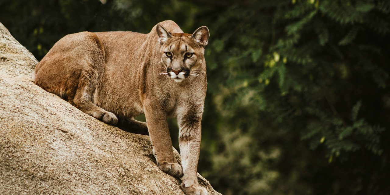 Cougar sightings on Mountainview Drive prompt caution