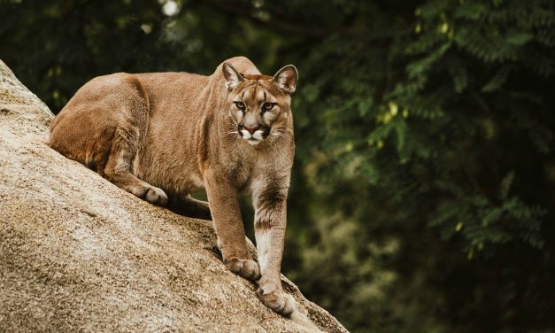 Cougar sightings on Mountainview Drive prompt caution