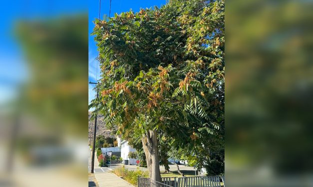 Four invasive tree species being tackled in Oliver