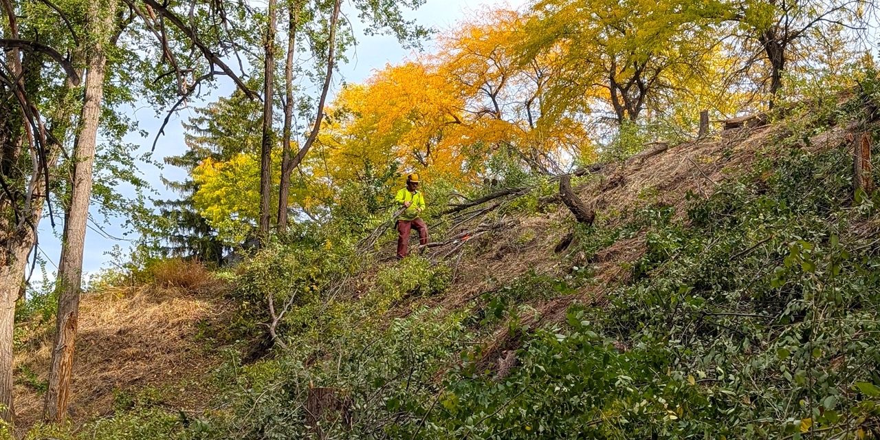 Public invited to invasive species event at Oliver park