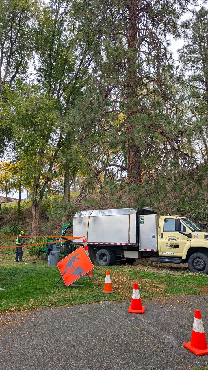 Oliver_tree removal invasive