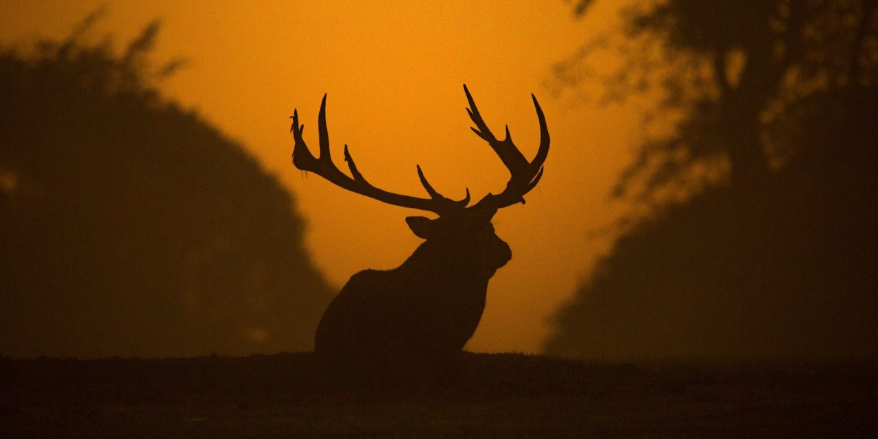Potential chronic wasting disease in Okanagan rings alarm bells