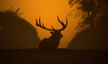 Potential chronic wasting disease in Okanagan rings alarm bells