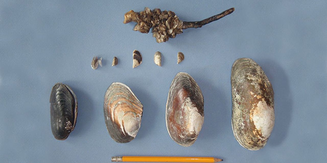 Alberta plays hardball on invasive mussel front