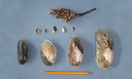 Alberta plays hardball on invasive mussel front