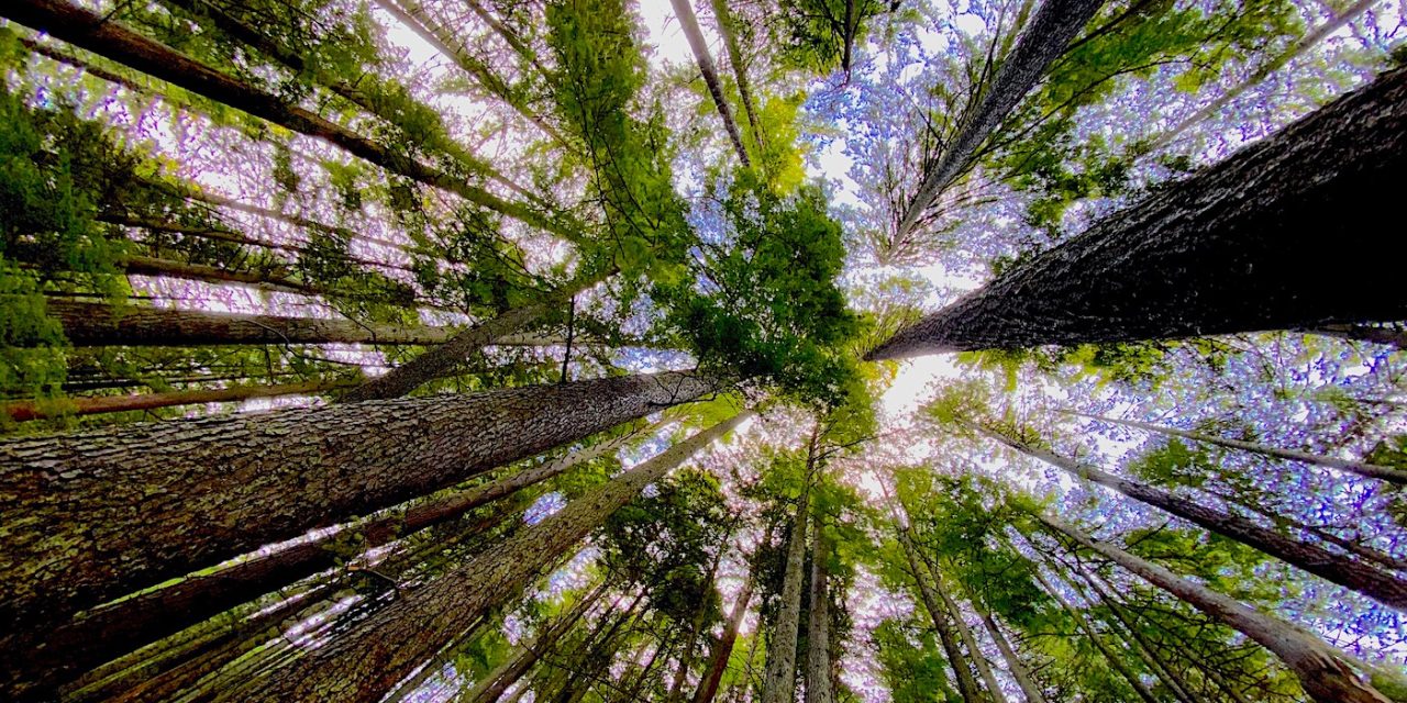 Report calls for elemental shift in forest management