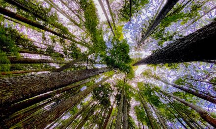 Report calls for elemental shift in forest management
