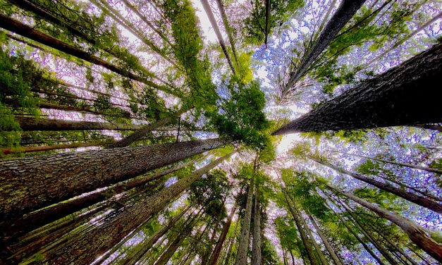 Report calls for elemental shift in forest management