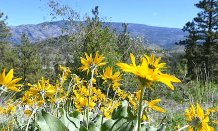 Nature Trust seeks $1.2m to protect Marron River Grasslands