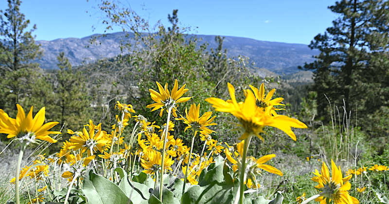 Fund raising efforts blossom for Marron River