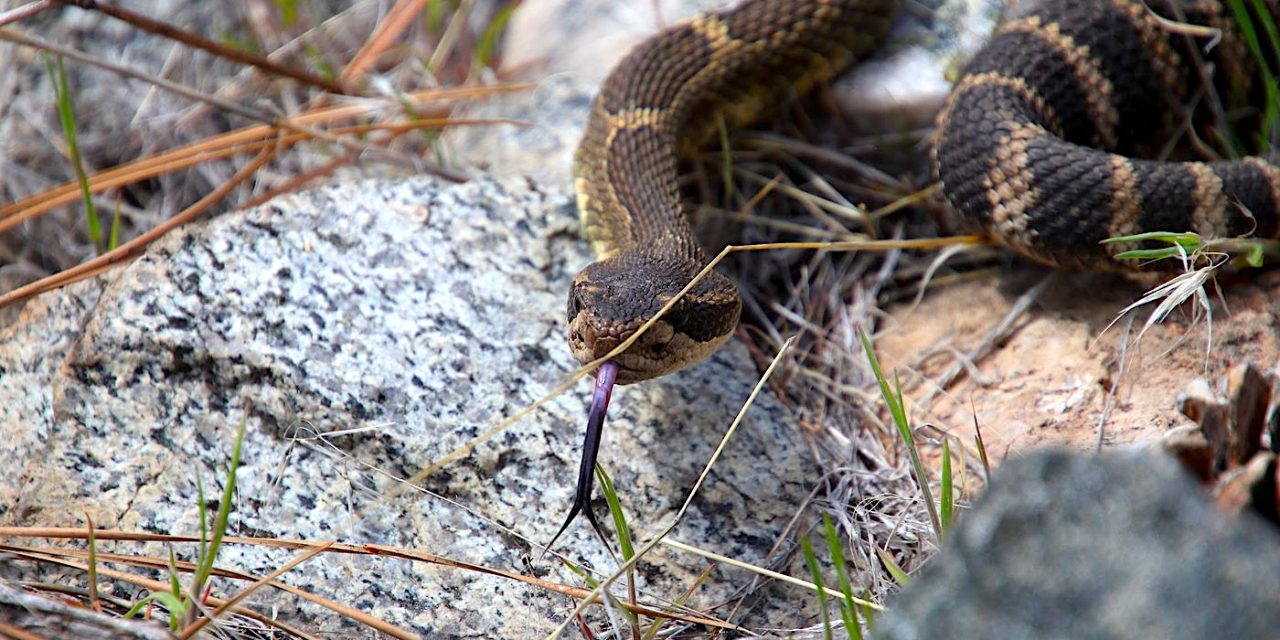 Feds commit funding to Indigenous-led study of rattlesnake