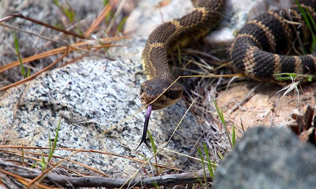 Feds commit funding to Indigenous-led study of rattlesnake