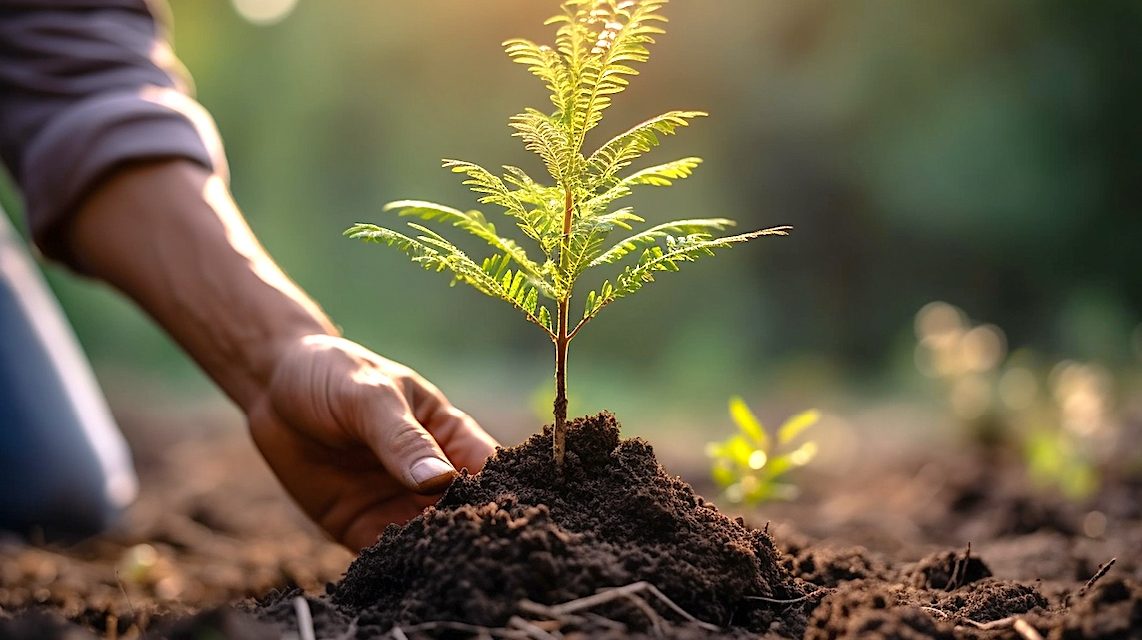 Urgent need for seedlings says tree nursery association