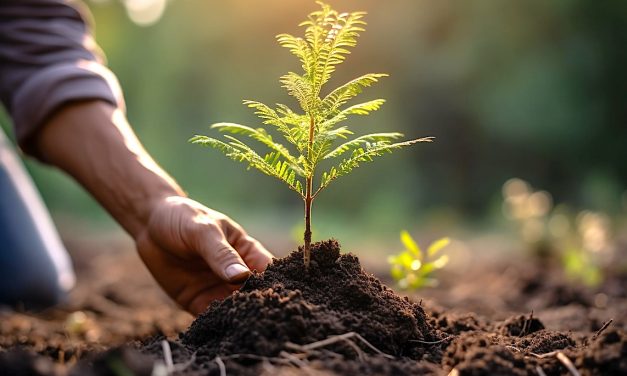 Urgent need for seedlings says tree nursery association
