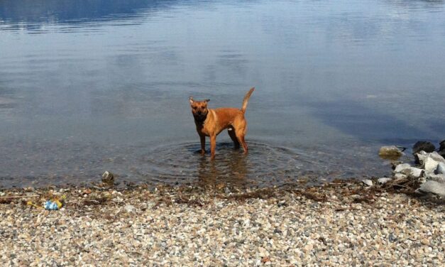 New animal care bylaw in Osoyoos leaps into effect