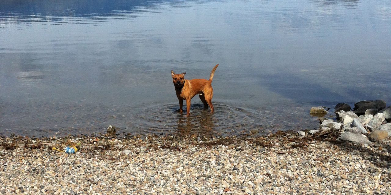 New animal care bylaw in Osoyoos leaps into effect