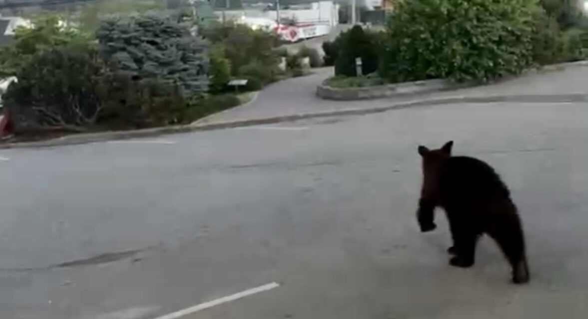 Black bear on Main St. surprises drivers, Subway patrons