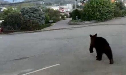 Black bear on Main St. surprises drivers, Subway patrons