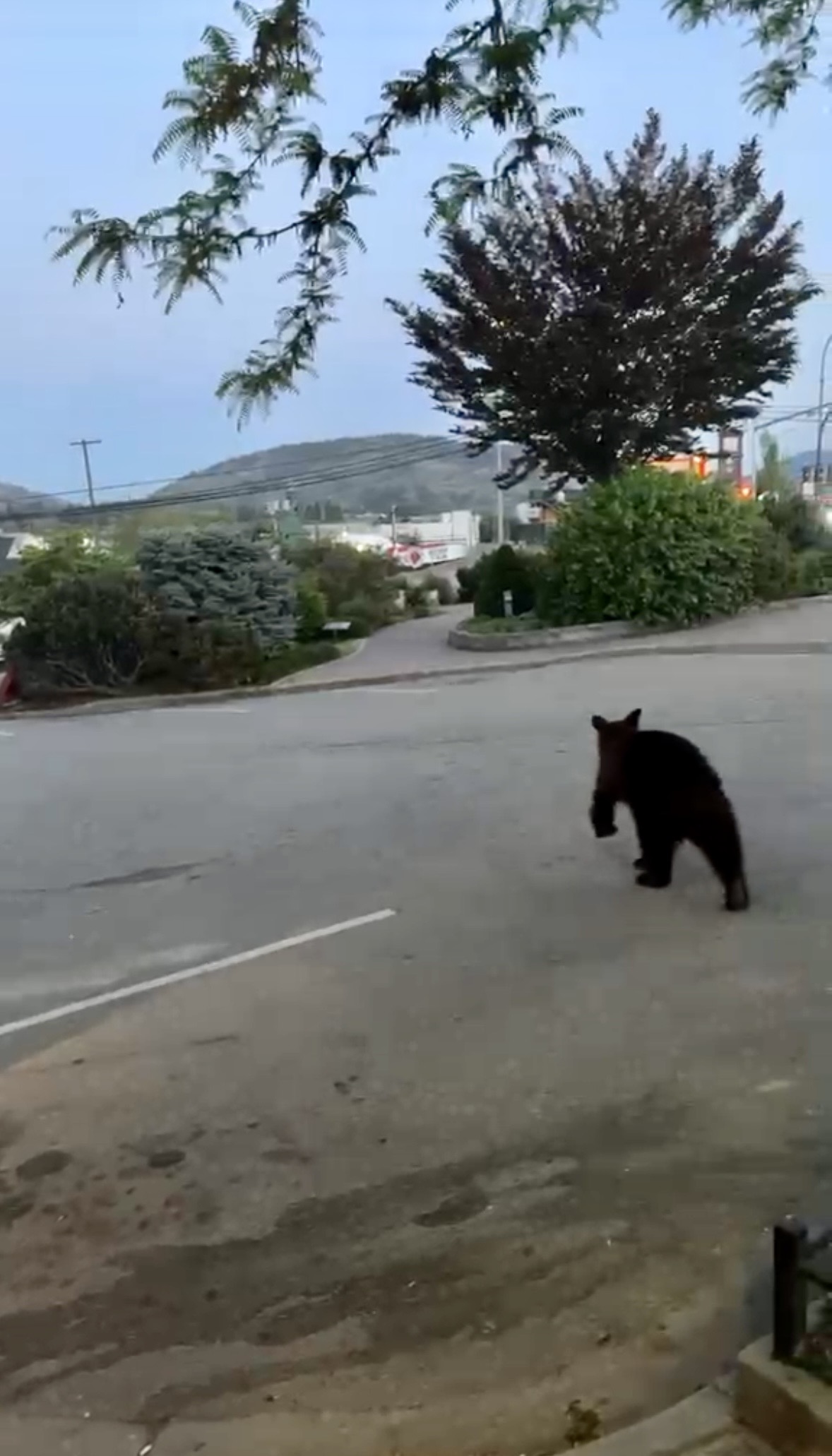 black bear oliver