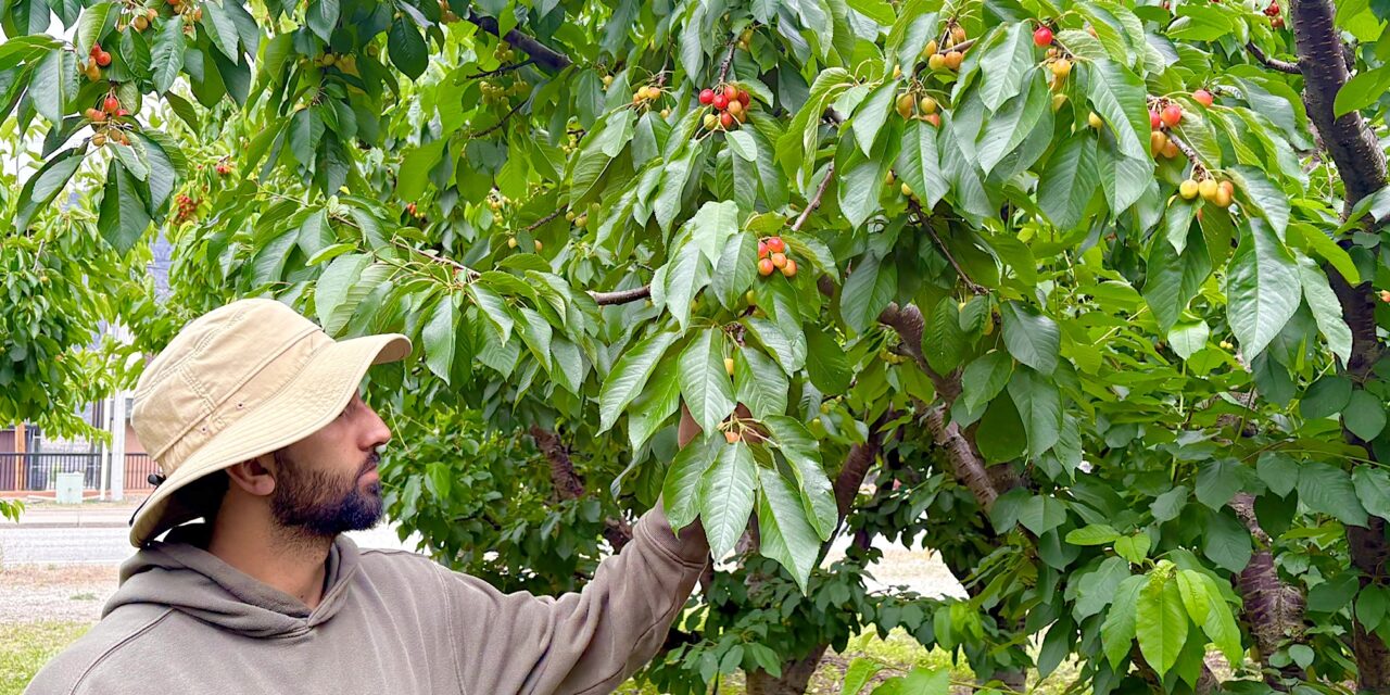 Frosty temperatures take bite out of fruit crops
