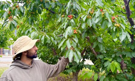 Frosty temperatures take bite out of fruit crops