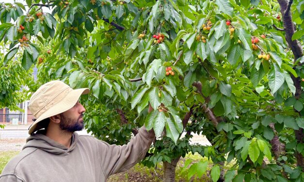 Frosty temperatures take bite out of fruit crops