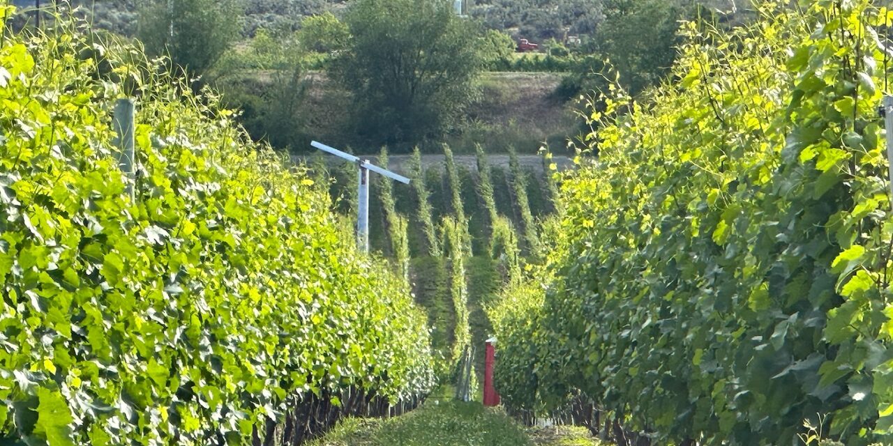 Tree fruit, wine grape sectors partner on labour