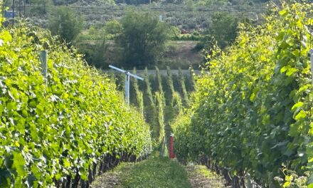 Tree fruit, wine grape sectors partner on labour