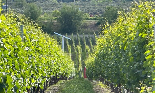 Tree fruit, wine grape sectors partner on labour