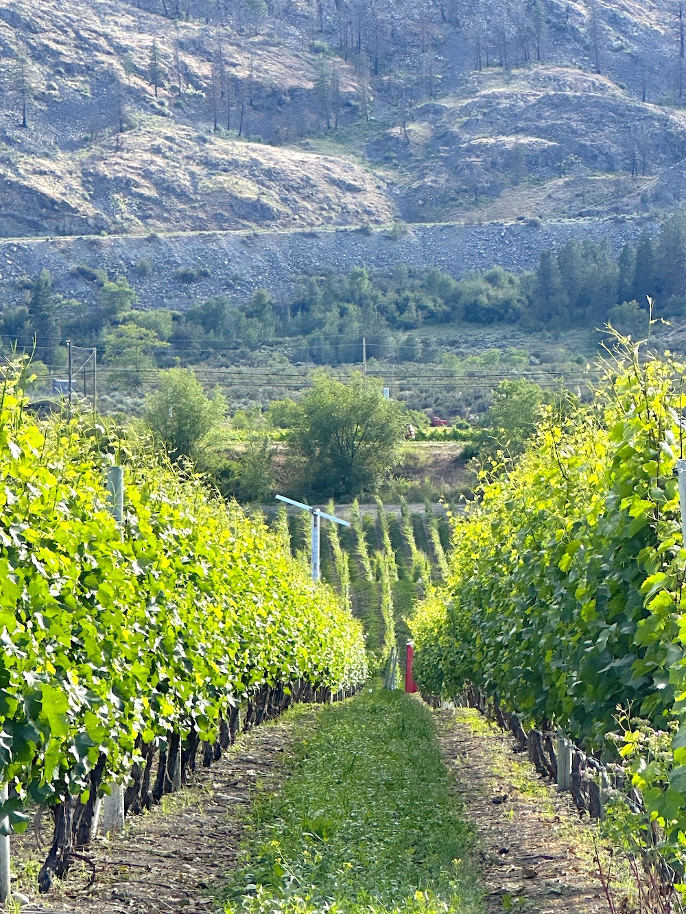 vineyards