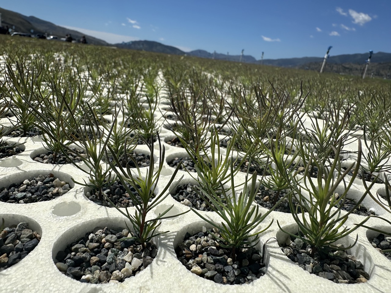 western larch Osoyoos Forest Nursery (OFN)