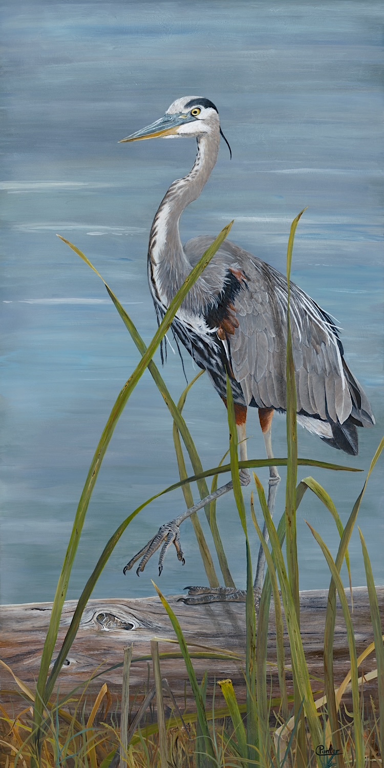 Punter_GreatBlueHeron_Medium_sRGB(1)